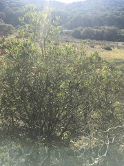 Heteromeles arbutifolia