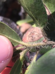 Arctostaphylos glandulosa