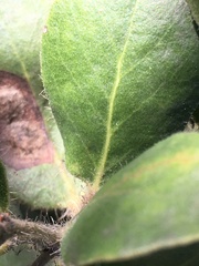 Arctostaphylos glandulosa