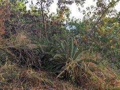 Agave desmettiana