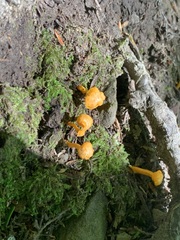 Cantharellus minor