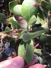 Arctostaphylos glandulosa