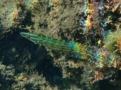 Heterostichus rostratus