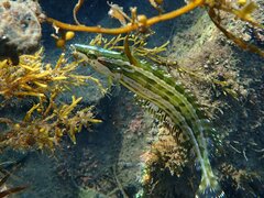 Heterostichus rostratus