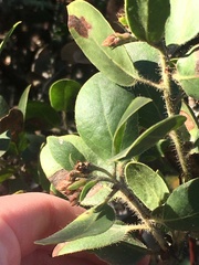 Arctostaphylos glandulosa