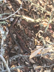 Arctostaphylos glandulosa