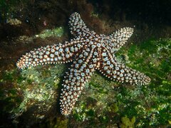 Pisaster giganteus