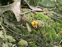 Cantharellus minor