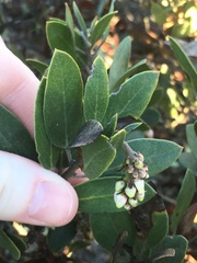 Arctostaphylos rudis