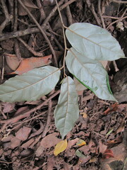 Elaeagnus conferta