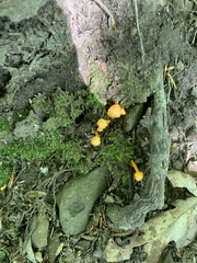 Cantharellus minor
