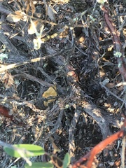 Arctostaphylos rudis