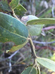 Arctostaphylos crustacea
