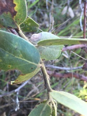 Arctostaphylos crustacea