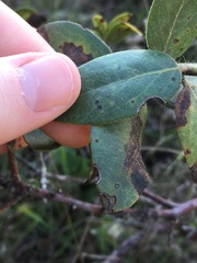 Arctostaphylos crustacea