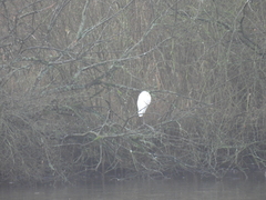 Ardea alba alba