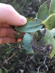Arctostaphylos crustacea