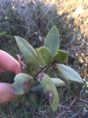 Arctostaphylos crustacea