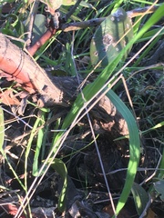 Arctostaphylos crustacea