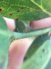 Arctostaphylos crustacea