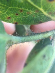 Arctostaphylos crustacea