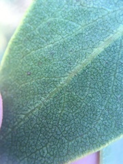 Arctostaphylos crustacea