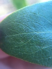Arctostaphylos crustacea