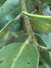 Arctostaphylos crustacea