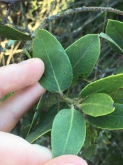 Arctostaphylos crustacea