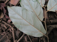 Elaeagnus conferta