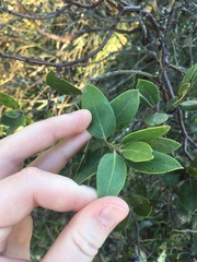 Arctostaphylos crustacea