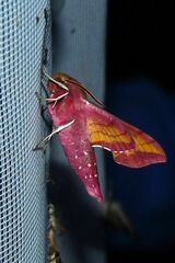 Deilephila porcellus