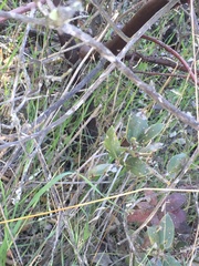 Arctostaphylos crustacea