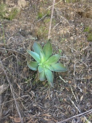 Dudleya lanceolata