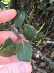 Arctostaphylos rudis