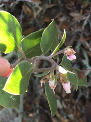 Arctostaphylos rudis