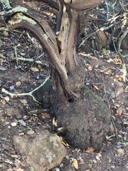 Arctostaphylos rudis