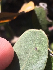 Arctostaphylos rudis