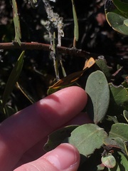Arctostaphylos rudis