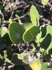 Arctostaphylos rudis
