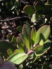 Arctostaphylos rudis