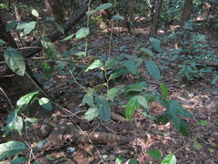 Elaeagnus conferta
