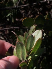 Arctostaphylos rudis