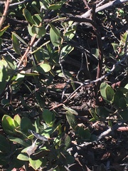 Arctostaphylos rudis