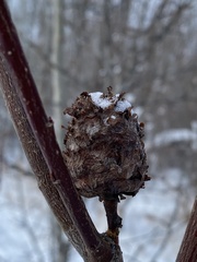 Rabdophaga strobiloides