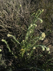 Pseudognaphalium biolettii