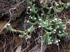 Pimelea urvilleana
