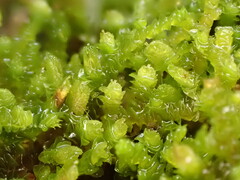 Frullania pycnantha