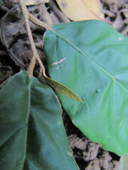 Elaeagnus conferta