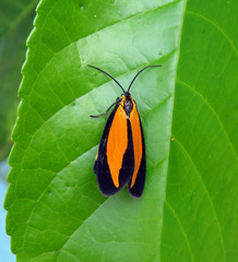 Ormetica iheringi